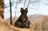 SCOTTISH TERRIER 050